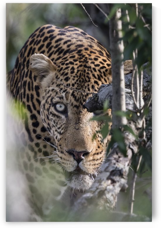 Eyes of the Leopard - color by JADUPONT PHOTO