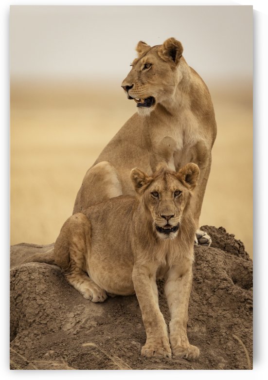 Queens by JADUPONT PHOTO