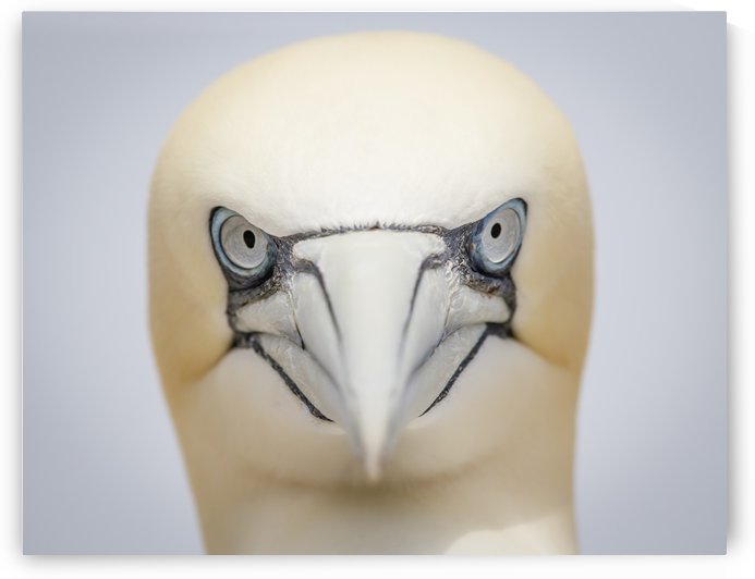 Angry Bird by JADUPONT PHOTO