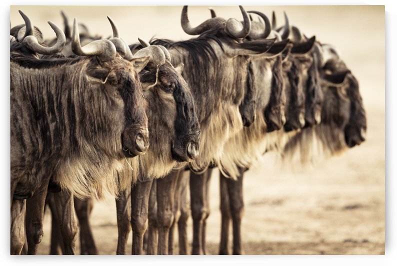 Line-up by JADUPONT PHOTO