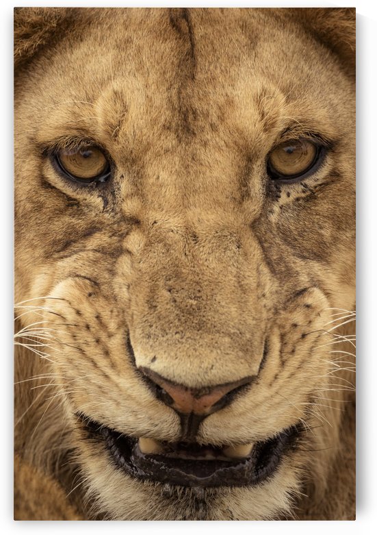 Grrrr - Color by JADUPONT PHOTO
