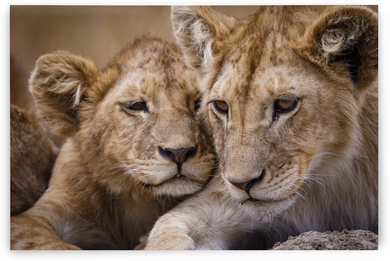 Brothers & Sisters by JADUPONT PHOTO
