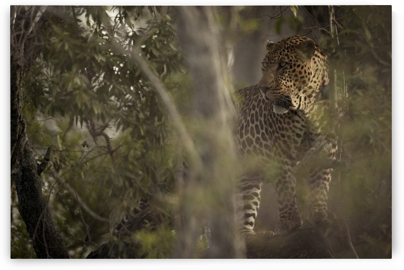 Ghosts of the Serengeti by JADUPONT PHOTO