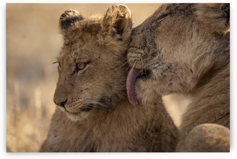 Tenderness - color by JADUPONT PHOTO