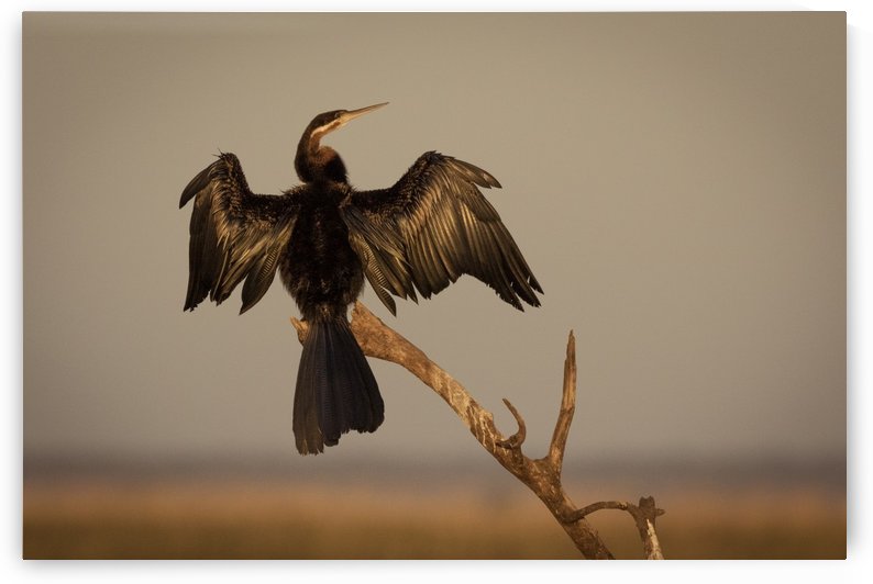 All Wings Open by JADUPONT PHOTO