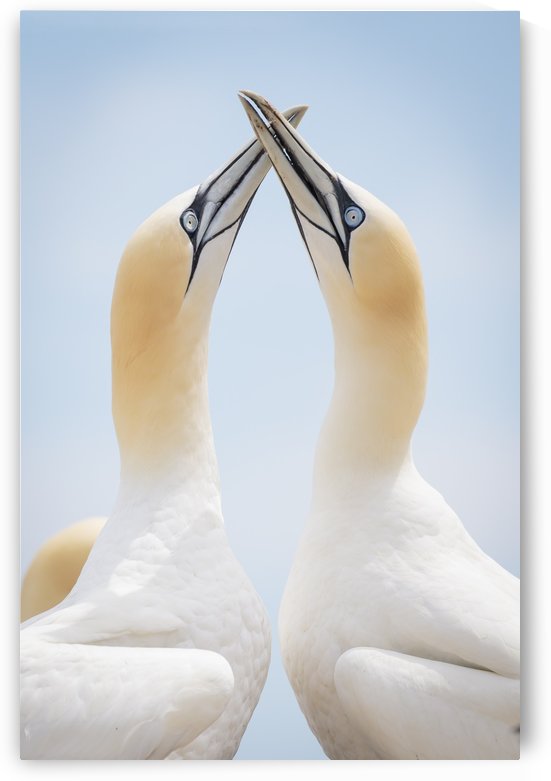 Perfect Harmony by JADUPONT PHOTO
