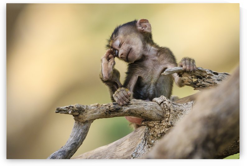 Little Thinker by JADUPONT PHOTO