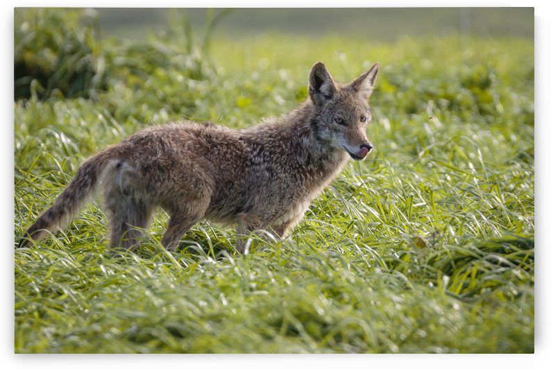 Coyote Pretty by JADUPONT PHOTO
