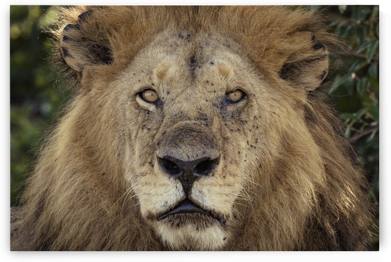 A Kings Portrait - color by JADUPONT PHOTO