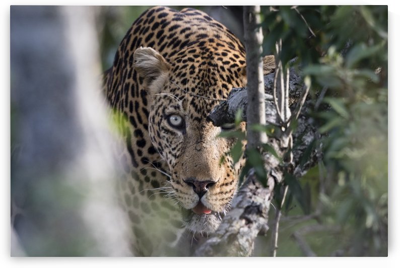 Eyes of the Leopard - color by JADUPONT PHOTO