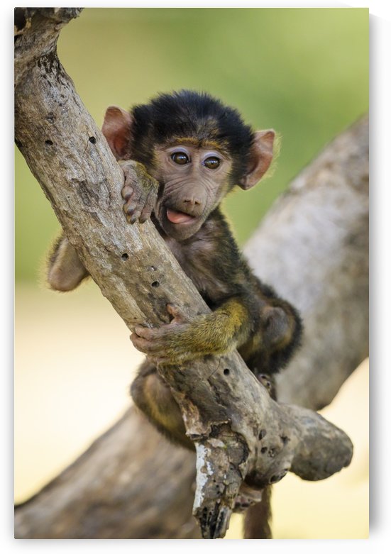 Chilling in the Tree by JADUPONT PHOTO