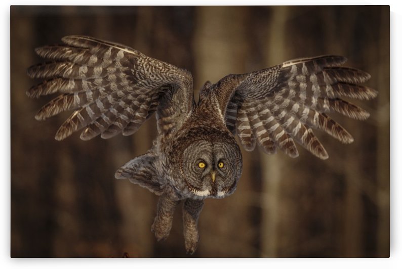 Great Grey Owl by JADUPONT PHOTO