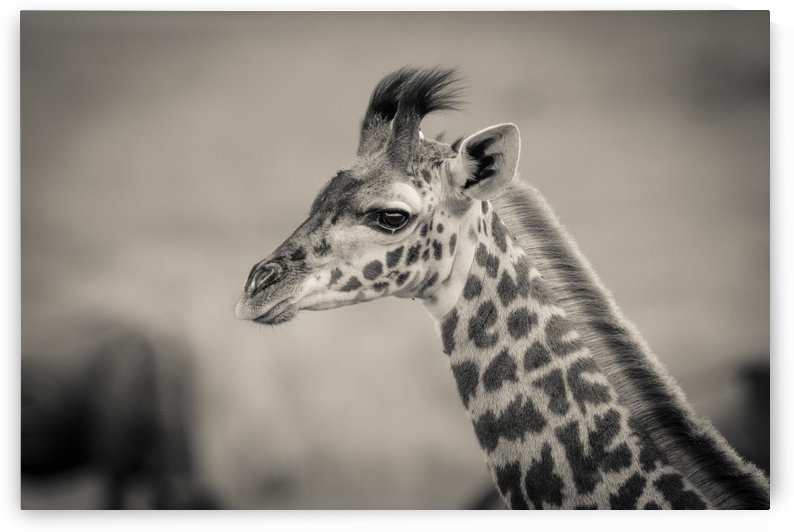 Girafe Calve by JADUPONT PHOTO