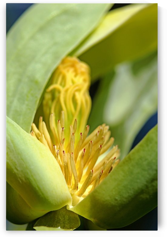 Cucumber Magnolia Bloom by Deb Oppermann