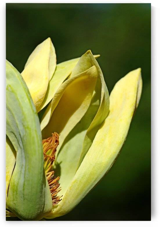 Cucumber Magnolia by Deb Oppermann
