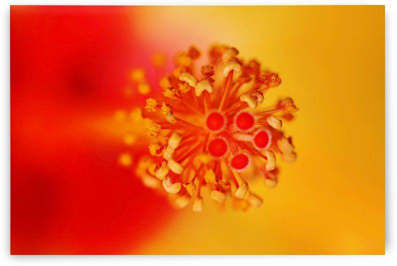 Hibiscus Heart by Deb Oppermann