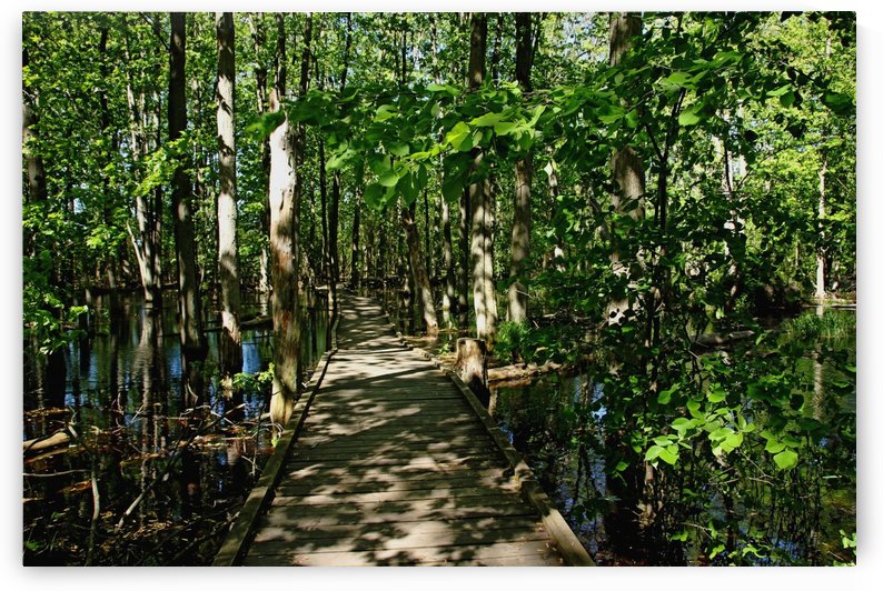 Wild Goose Woods Pond V by Deb Oppermann
