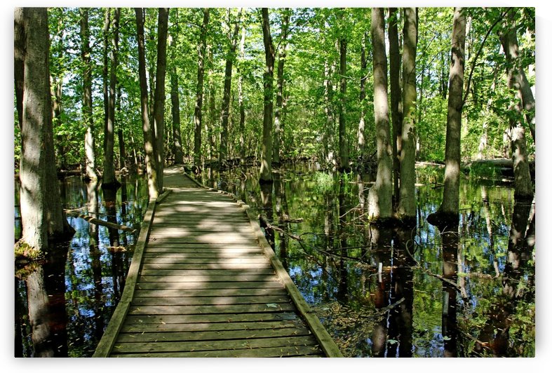 Wild Goose Woods Pond VI by Deb Oppermann