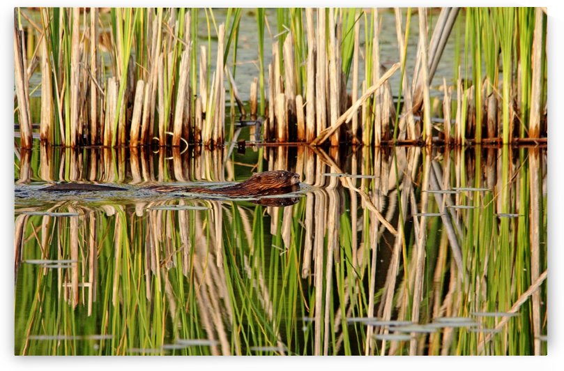 Muskrat And Cattails by Deb Oppermann
