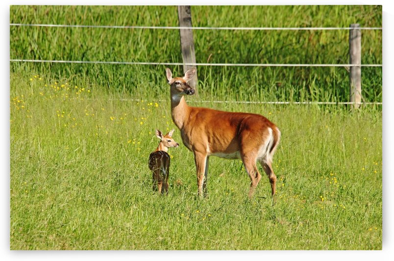 Whitetail Doe And Fawn by Deb Oppermann