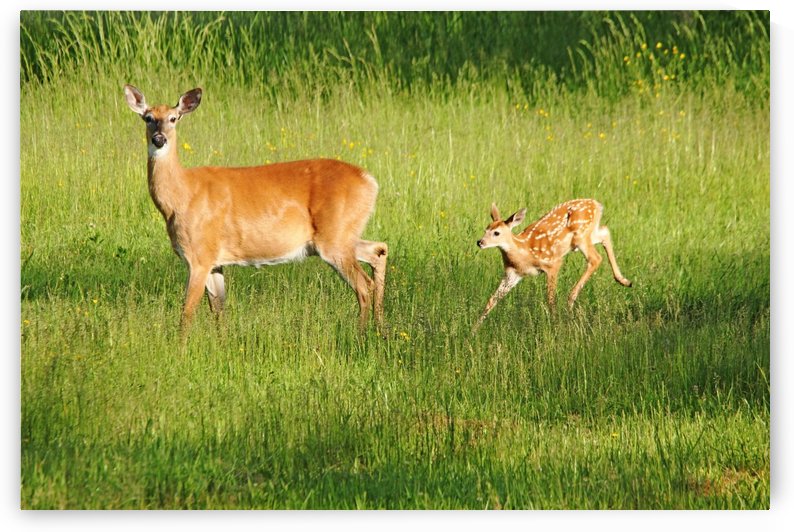 Wait For Me by Deb Oppermann