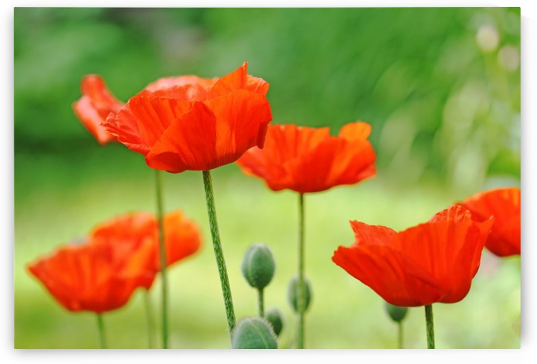 Morning Light Poppies by Deb Oppermann
