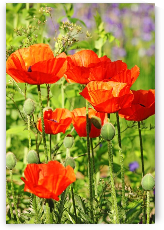 Poppy Garden I by Deb Oppermann