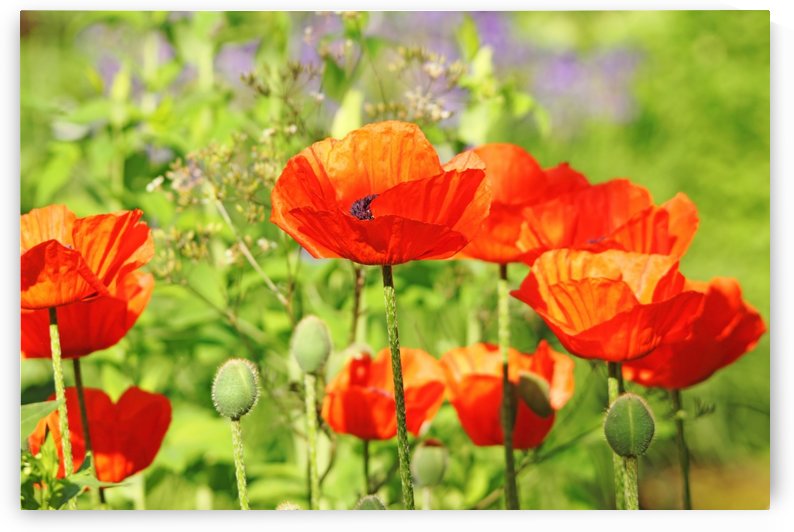Poppy Garden by Deb Oppermann