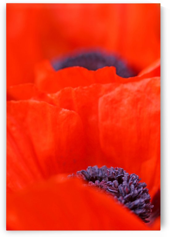 Poppy Heart I by Deb Oppermann