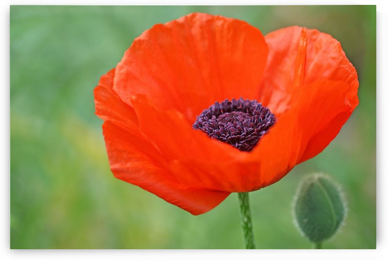 Poppy Red by Deb Oppermann