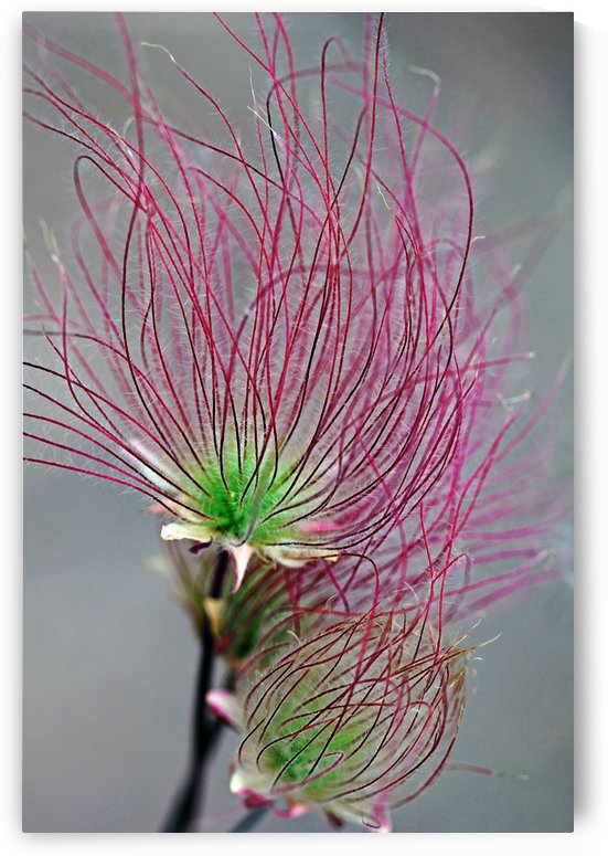 Prairie Smoke by Deb Oppermann