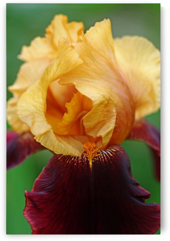 Simply Beautiful by Deb Oppermann