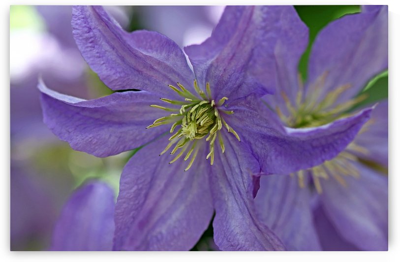 Softly Purple Clematis by Deb Oppermann
