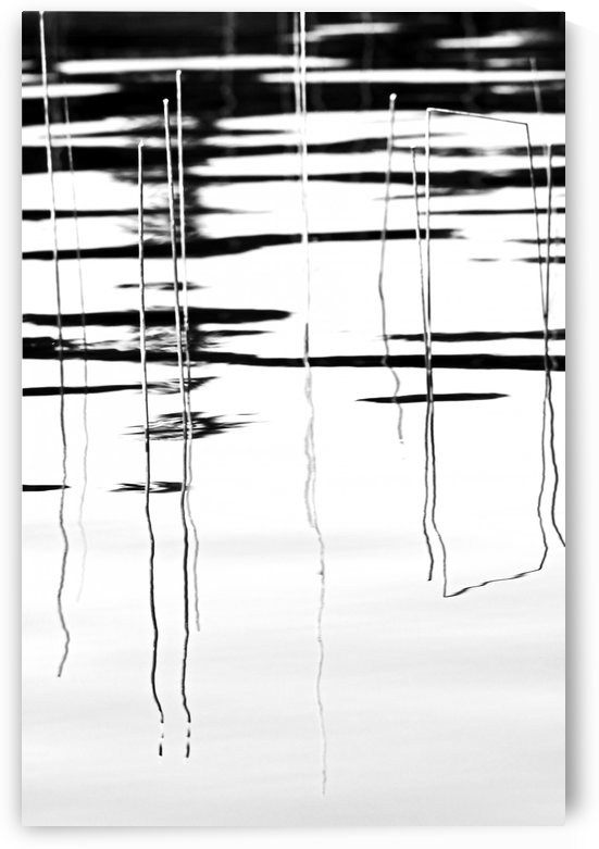 Light  And Shadow Reeds Abstract by Deb Oppermann