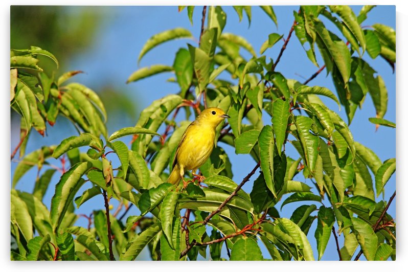 Yellow Splash by Deb Oppermann