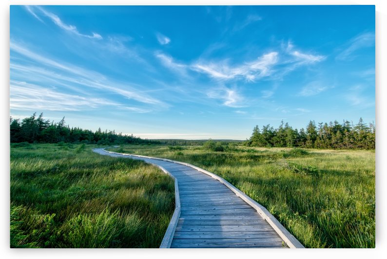 A walk at the Bog by Michel Soucy