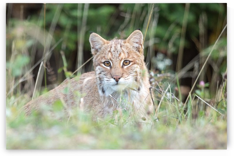 Curious Bobcat by Michel Soucy