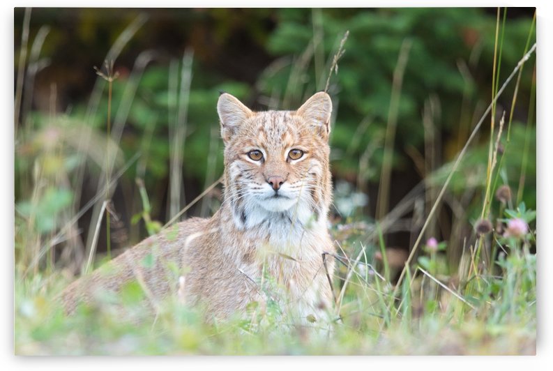 Wild Bobcat by Michel Soucy
