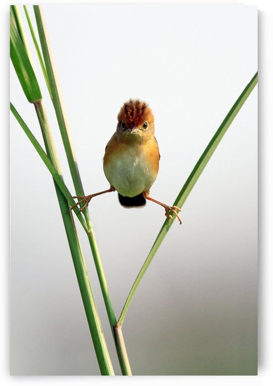 Kung Fu Master by 1x