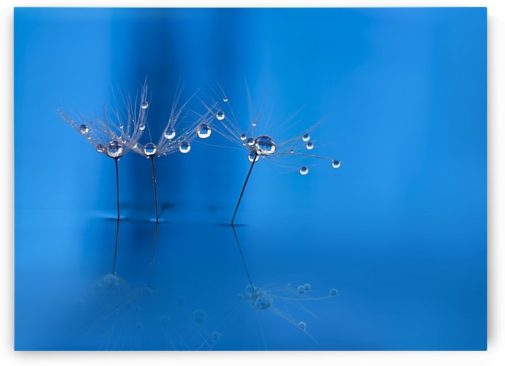 Blue fun by 1x