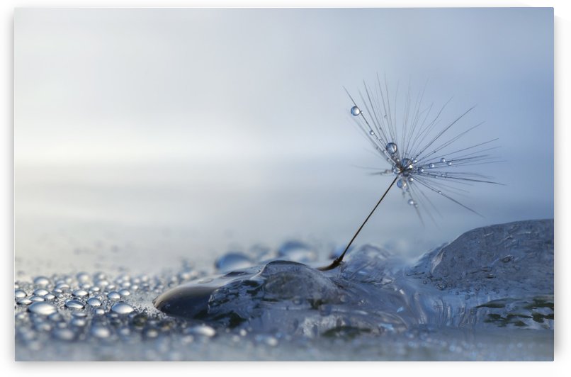 A Blue Morning by 1x