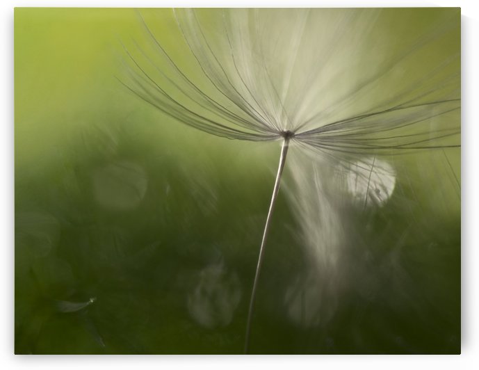 Shadows in the green by 1x