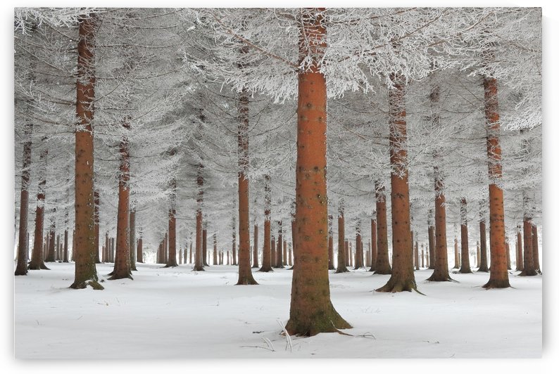 magical forest by 1x