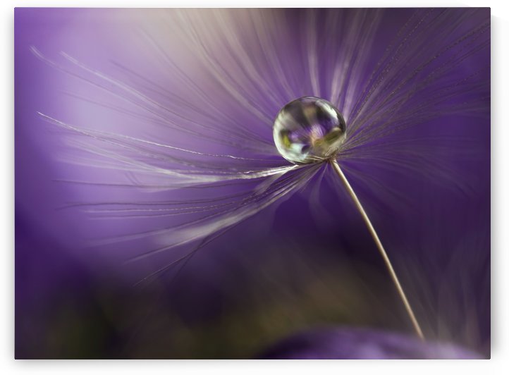 In shades of purple by 1x