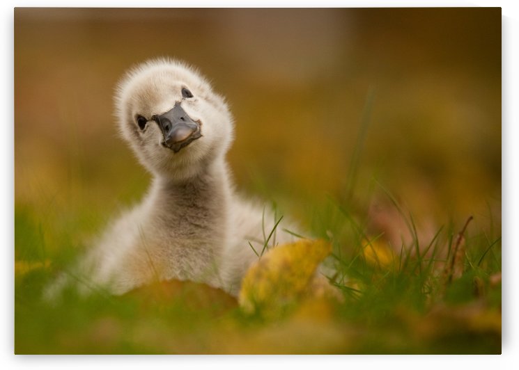 Black Swan Baby by 1x