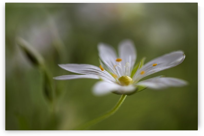 Stitchwort by 1x
