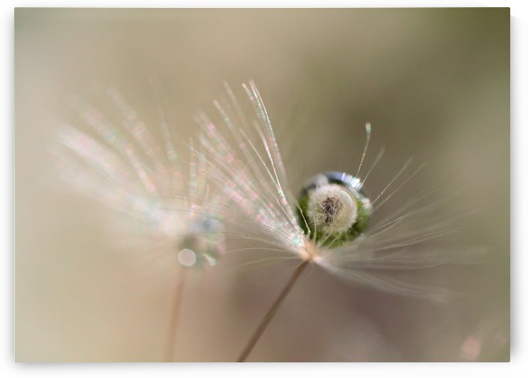 Star of dandelion by 1x