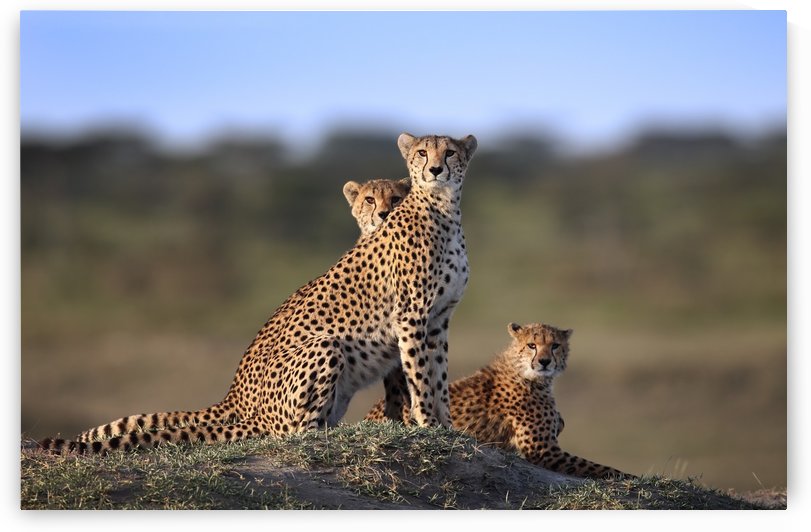 Cheetahs Family by 1x