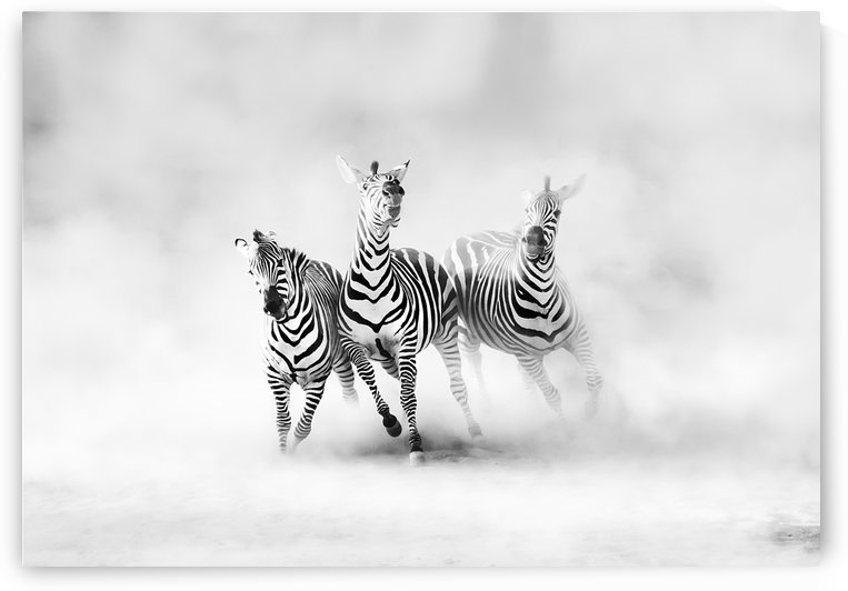 ZEBRAS by 1x