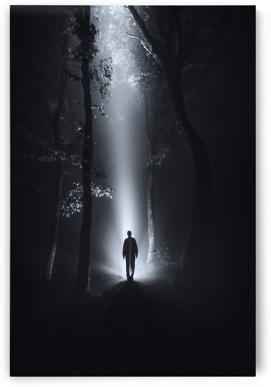 Surreal Forest at Night by 1x